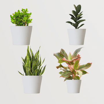 Air-cleaning plants combo